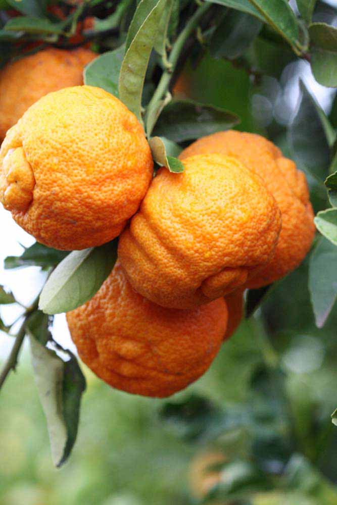            Fruit (Stow Red, Riverside, CA)   